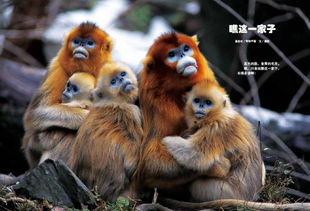 2026年属猴的人几月份生孩子最吉利？