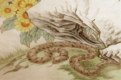 1977年属蛇2026年运势完整版，2026年属蛇人事业运势详解具体内容是什么？