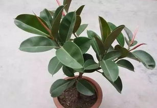 多种风水植物的多重功能：构建和谐气场