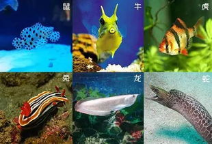 水中贵族和海中霸主分别对应哪个生肖年份？