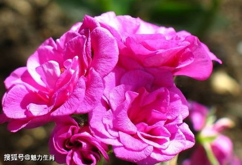 梦见自己生病死亡，预示着什么？是吉是凶？