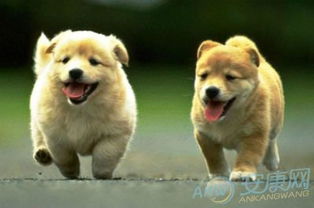 1993年属猴与属狗婚配如何？1993年出生的人现年多少岁？