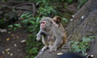 属猴的人哪一年财运最为旺盛，今年是否也有好运降临？