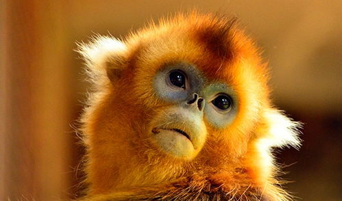 2026年属猴女性6月份财运如何？