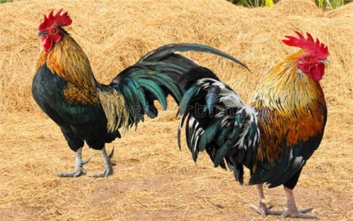 狗与鸡八字不合，它们能和平共处吗？