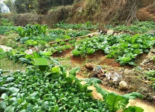 如何给自家菜地起一个既好听又富有意境的名字？