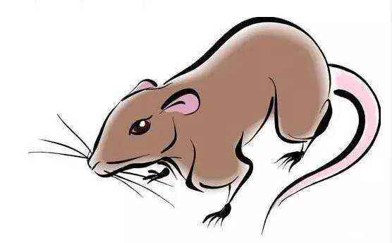 2026年属鼠金牛座财运如何，26年属鼠的金牛座运势解析是什么？