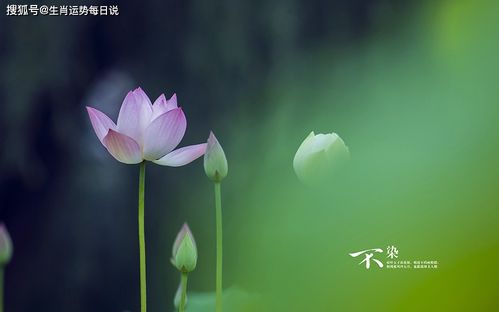 2026年桃花运如何？算命师说我今天会有桃花运吗？