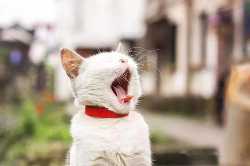 一、 风水学视角下的宠物颜色理论