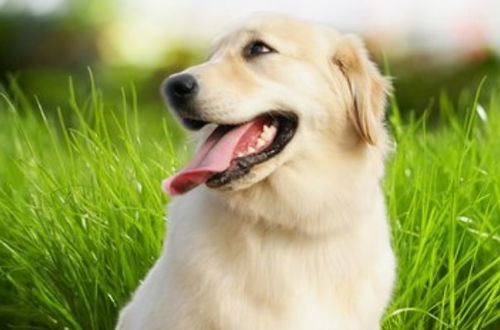 2026年10月初属狗安床吉日和一月份吉日分别是哪天？