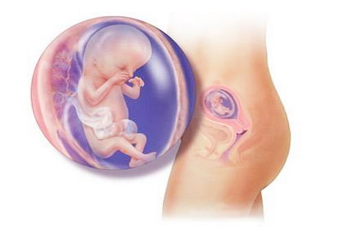 1.2  补充营养与支持胎儿发育