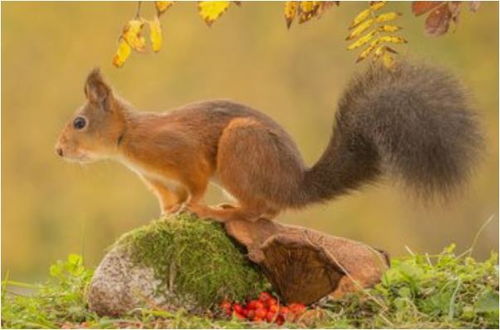 2026年属鼠的人搬家吉日具体是哪一天？有什么特别含义？