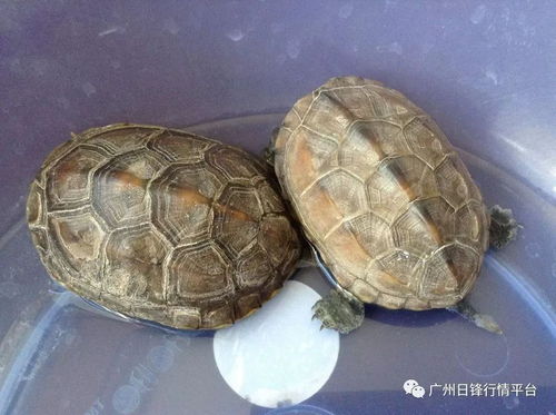 4. 蜕皮频繁且皮肤不均匀