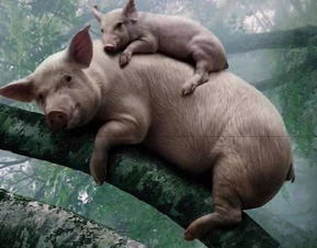 2026年属猪和属牛的婚姻配对，最佳结婚吉日是哪一天？