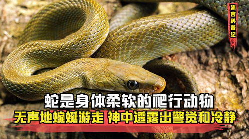 蜿蜒爬行的动物对应哪个生肖？地上爬行的生肖是什么生肖？