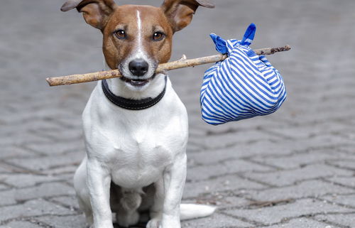 2026年属狗人适合的手机号推荐是什么？