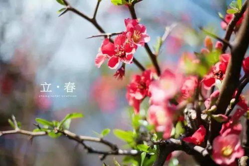 ：立春之际的天时与人事交汇点