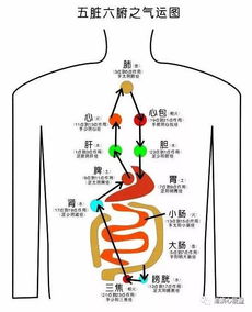 心神安宁与脏腑运化的博弈