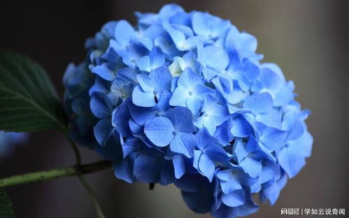 双子座12月运势：乱七八糟的桃花雨