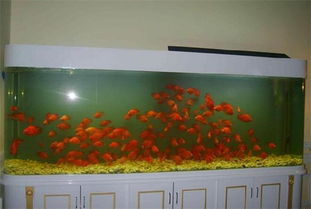 如何通过在客厅摆放高档立式鱼缸来改善风水，招财开运？