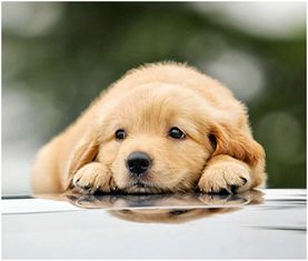 好名字全家总动员 (吵死人了!)