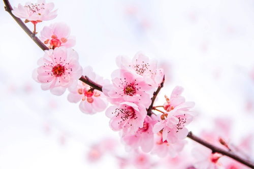 春天到来桃花盛开，究竟预示着哪个生肖好运临门？