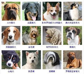 11. 狗型：忠诚、正直、有责任感