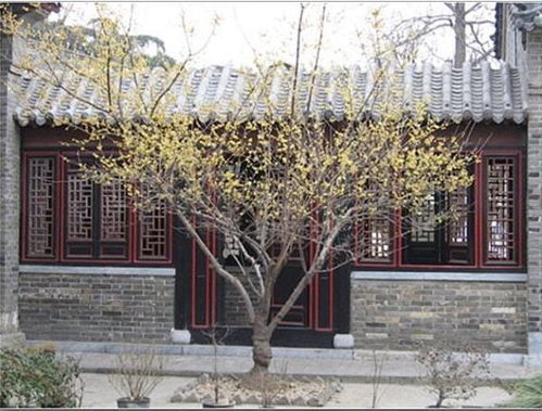 五、 生长周期及遗传变异对风水微观效应的潜移默化影响