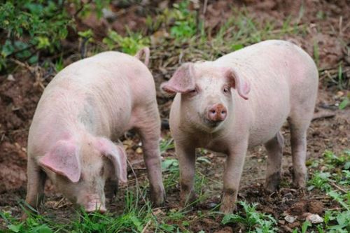 属猪的人养什么花能招桃花运，适合什么花能旺财运？