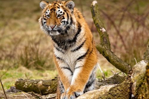 74年属虎人的床头最佳方位是哪里？有没有什么风水讲究？