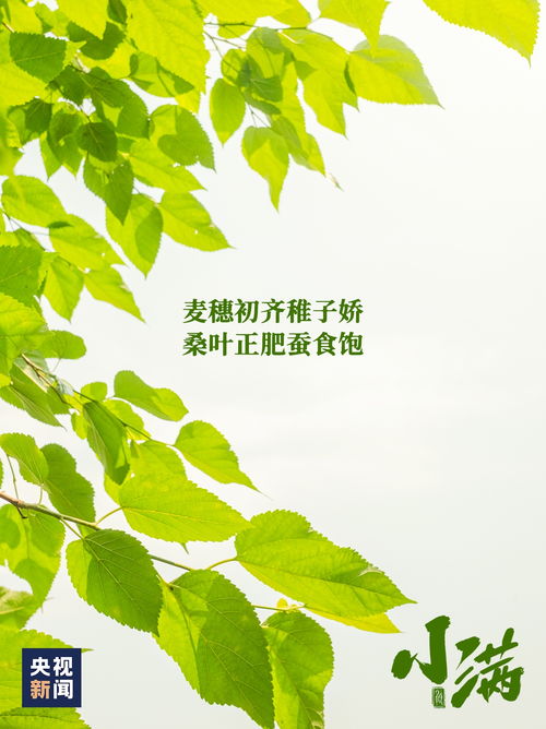 数字“521”的情缘密码及文化内涵