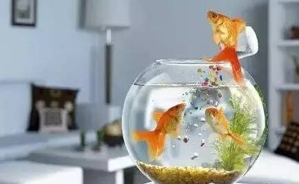 四：鱼缸什么形状最好?