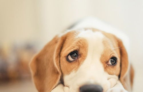 我为什么会梦见自己背着一只狗开心地奔跑呢？