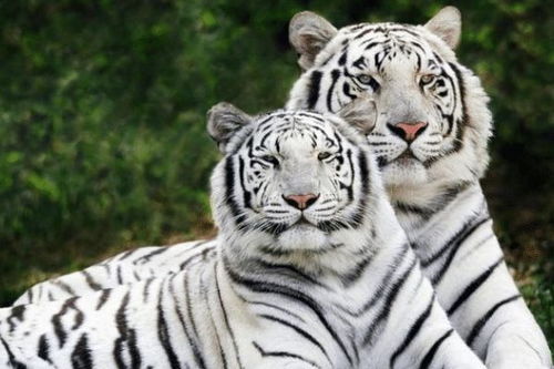 生肖虎女最害怕哪个月出生的人呢？这背后的原因是什么呢？