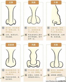 鼻梁与鼻翼：财富观念与情感投入