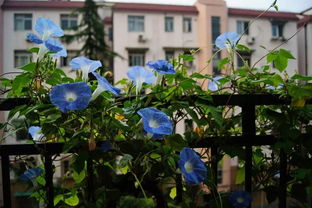 三、观叶类植被