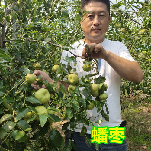 苗木那些事儿：2026年种树黄历大公开