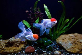 白色金鱼风水和风水金鱼的作用有哪些？