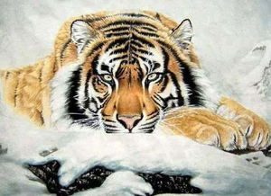 2026年属虎的人每个月财运如何？财运状况具体是怎样的？