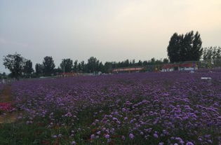 薰衣草园门票预订有优惠吗？当前下单能享受折扣吗？