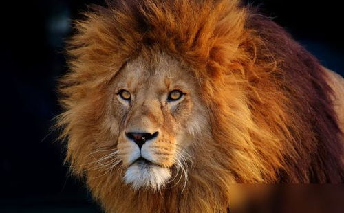 狗的面相是狮子的吗？女人与狮子狗的经典语录有哪些？