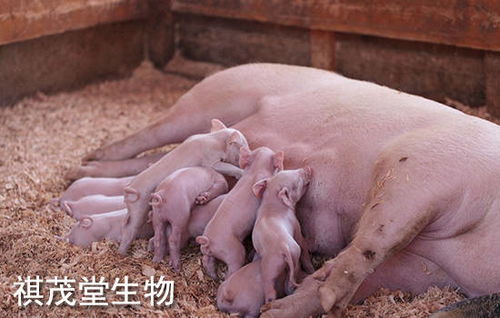 孕酋期间体液平衡及皮肤表现——水门红肿现象分析