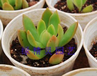 客厅摆放芦荟对风水有影响吗？