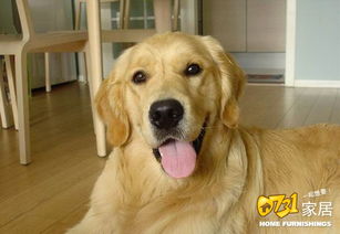 家里摆放风水布局，为何不宜饲养狗狗呢？