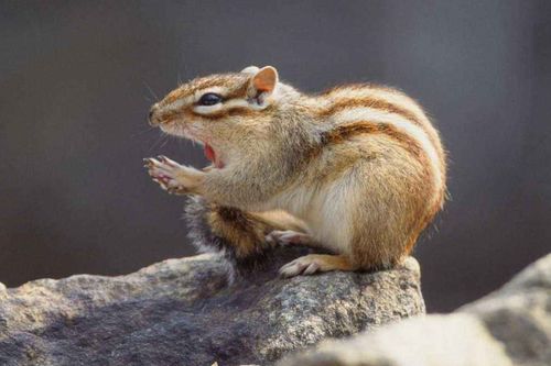 2026年2月属鼠人搬家选哪几天最吉利？