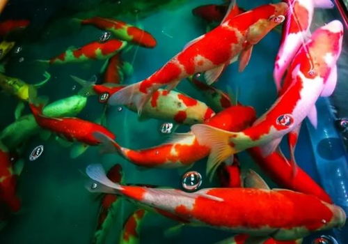 锦鲤代表哪个生肖男？十二生肖中哪位男士与锦鲤相匹配？