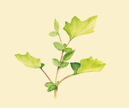 二月初六日是哪一天，有什么特别意义或习俗吗？