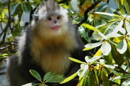 2026年属猴的人需要注意哪些大灾之年可能发生的事情？