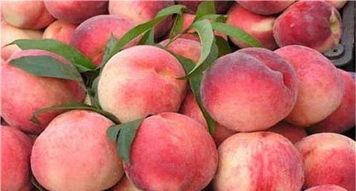 门口种桃子风水佳，这桃子口感如何呢？