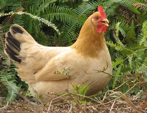 为什么1993年属鸡的人不嫩佩戴金鸡饰品？这背后有什么讲究吗？